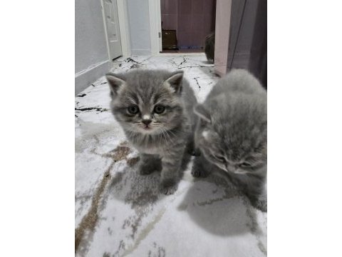 British shorthair minikler