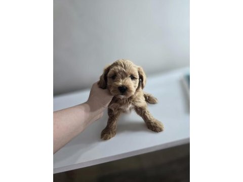 Orjinal teacup maltipoo yavrular
