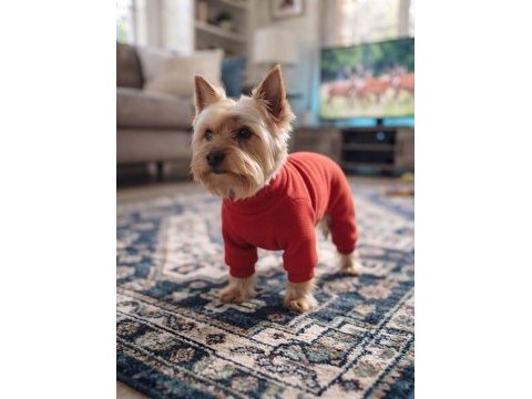 Gold silver renk yorkshire terrier