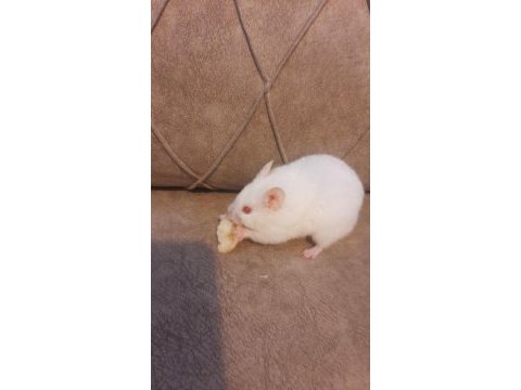 Yetişkin hamster suriye