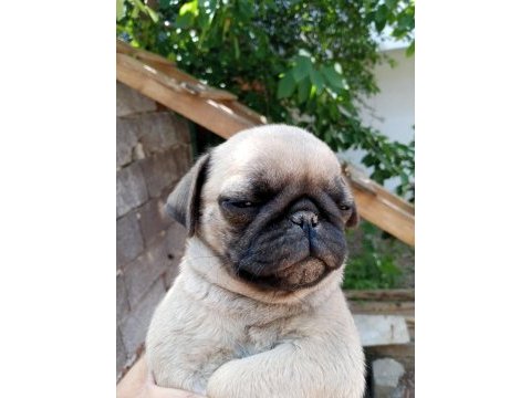 Pug erkek 75 günlük teslime hazır
