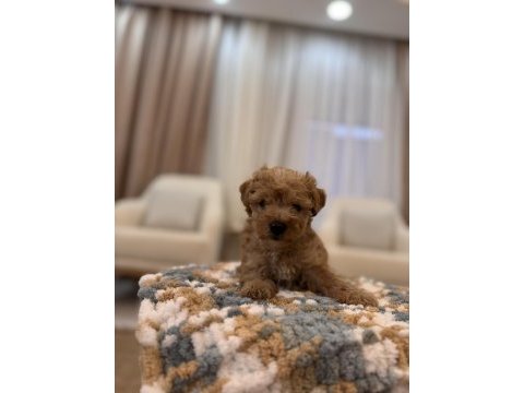 İpek gibi maltipoo