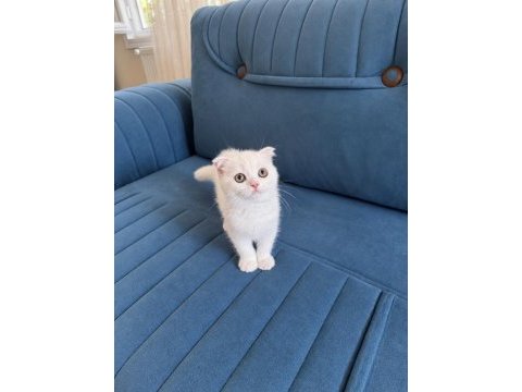 Beyaz british shorthair erkek yavru yeşil gözlü