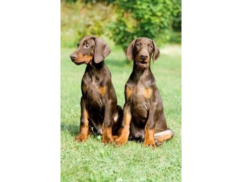 Irkının en iyisi doberman yavrular kapıda ödeme mevcut