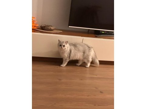 14 aylık dişi scottısh straıght longhaır