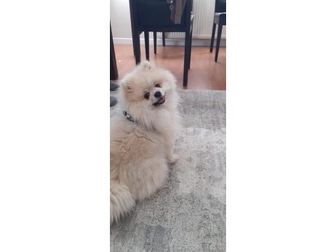 1 yaşında erkek pomeranian boo