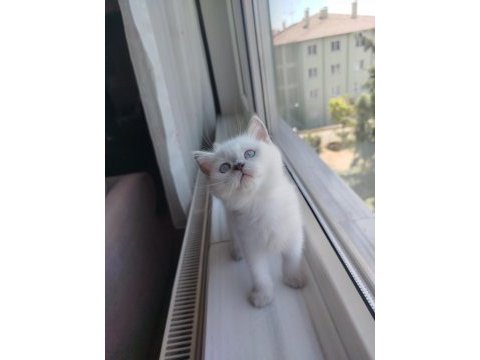 Golden point dişi kedimiz değerinin altında verilecek