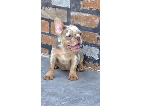French bulldog dişi