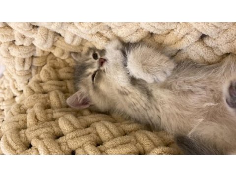 British longhair 2 aylık dişi yavru sevgi dolu yuva