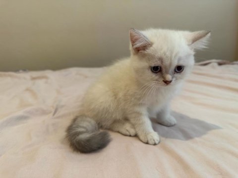Safkan yavrular yuvalarını ariyorlar