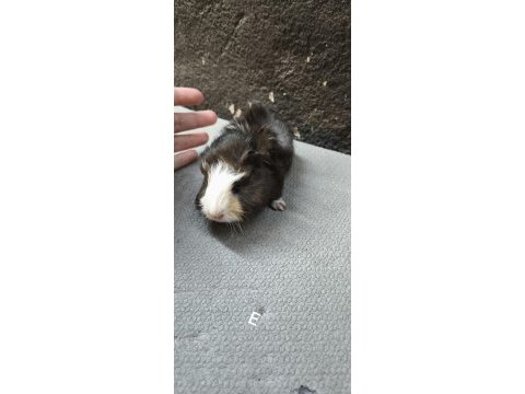 İstanbul bağcılar sahibinden ginepig