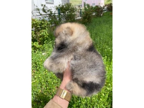 Ayıcık surat pomeranian boo erkek yavru
