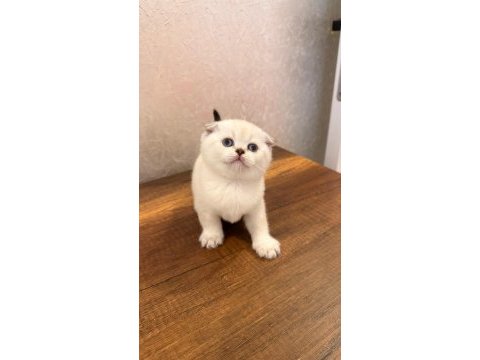 Safkan british shorthair ve scottish fold yavrular