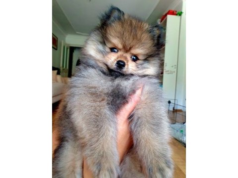 Ucuz pomeranian çip aşı tuvalet var