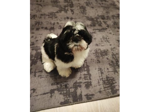 3 aylık oyuncu tüy dökmez erkek safkan shih tzu