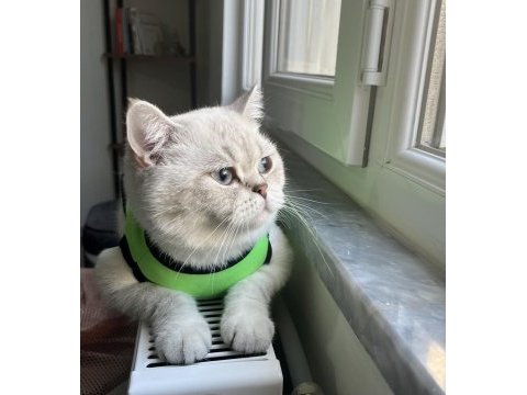 2 yaşında blue point dişi british shorthair kedimiz