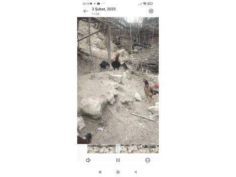 1 yaşında brezilya hint horozu