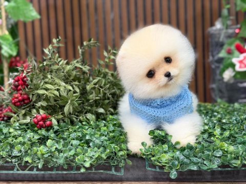 Erkek pomeranian teddy bear