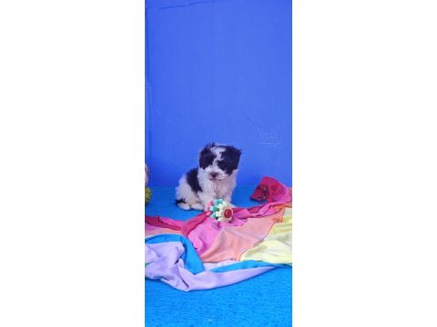 Şahane a kalite orjinal morkie yavrular