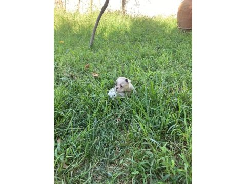 Anatomi harikası dişi french bulldog yavrumuz