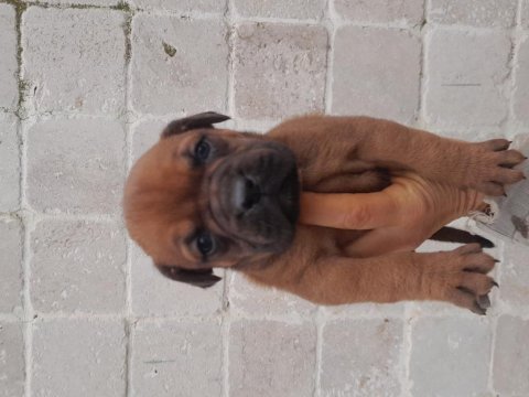 Çok tatlı boxer yavrum