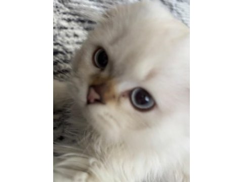 Yakışıklı oğlan scottish fold