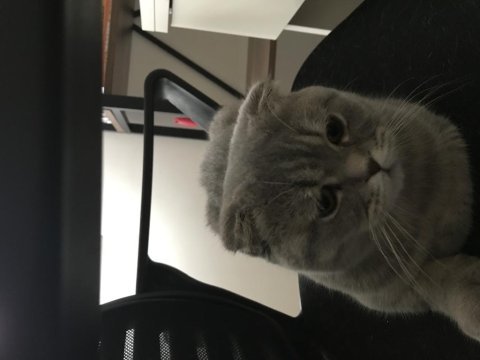 Bursa scottish fold