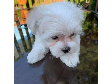 Maltese terrier bebek köpekler