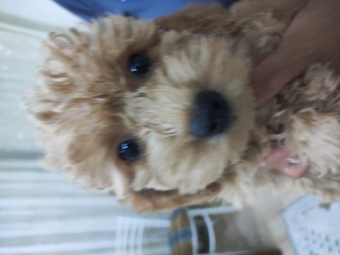 Poodle bebişler yeni yuvasını bekliyorlar