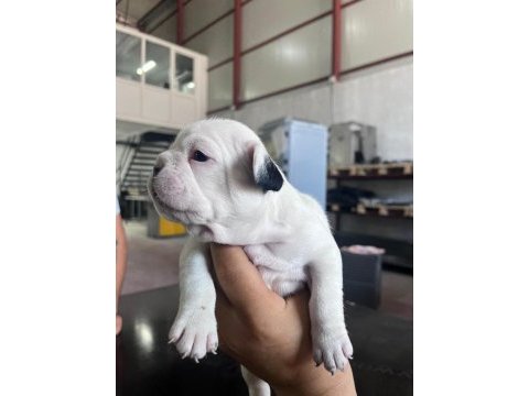 French bulldog köpeğimiz sütten kesildi