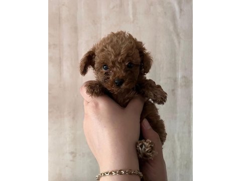 Red toy poodle