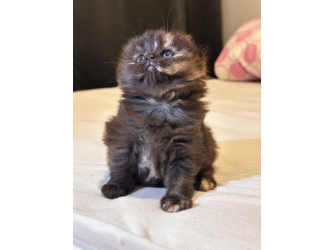 Scottish fold yavrularımız ayı surat