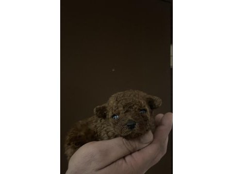 Muhteşem poodle bebekleri