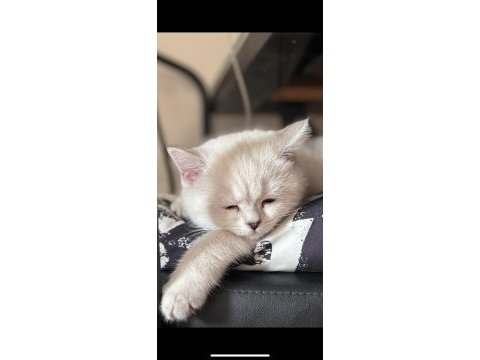 4 aylık british shorthair bütün malzemeleri ile verilecek