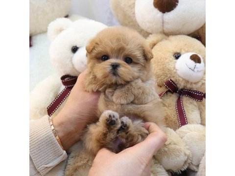 Fincan boy maltipoo bebeklerim kapıda ödemeli
