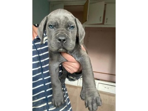 A şecereli dünya şampiyonu torunu dişi cane corsolar