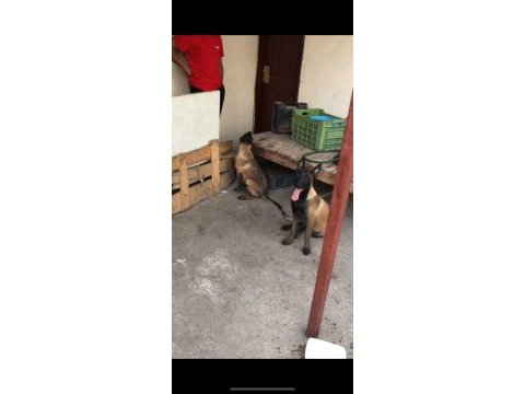 5 aylık belçika kurdu fazla söze gerek yok