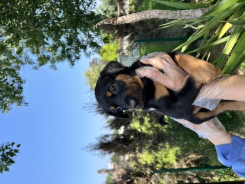 Harika anatomi doberman yavrular