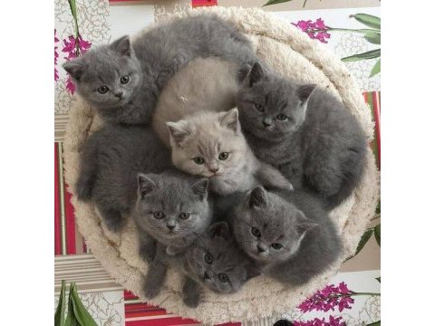 British longhair yavrular istanbul avcılar