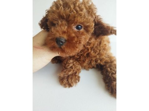 Safkan red brown toy ve kore dişi poodle yavrular