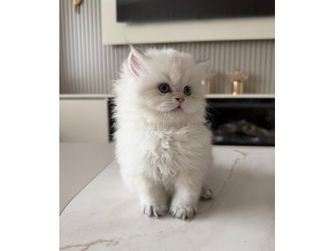 British longhair erkek yavru