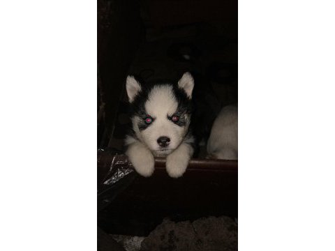 Muhteşem sibirya kurdu (husky) yavrularımız