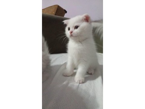 British shorthair sevimli yavrular