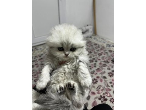 1.5 aylık scottish longhair safkan yavrular