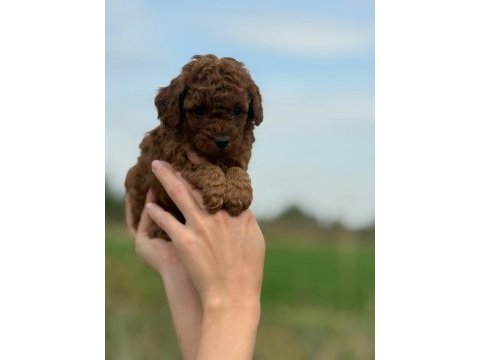 Mocha tadında toy poodle bebeklerim