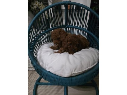 Poodle uzun kulaklar