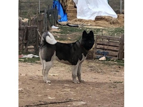 Amerikan akita yavru erkek-dişi
