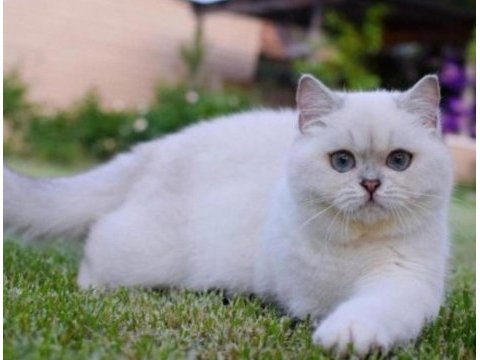 British shorthair erkek