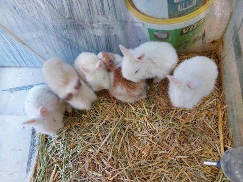 Hollanda cüce tavşanı 35 40 günlük yavrular