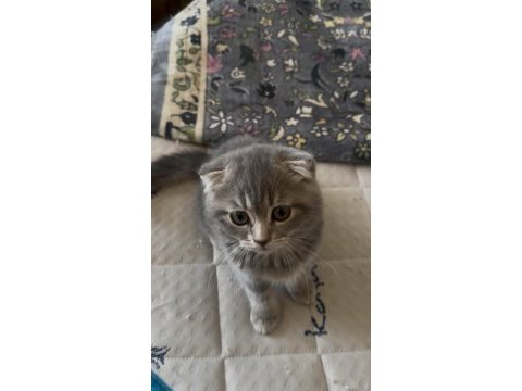 Scottish fold 3 4 aylık